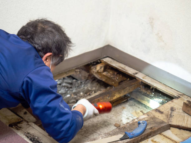 Best Toxic Mold Removal  in North Miami, FL