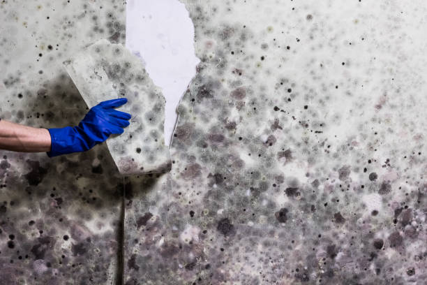 Best Certified Mold Removal  in North Miami, FL